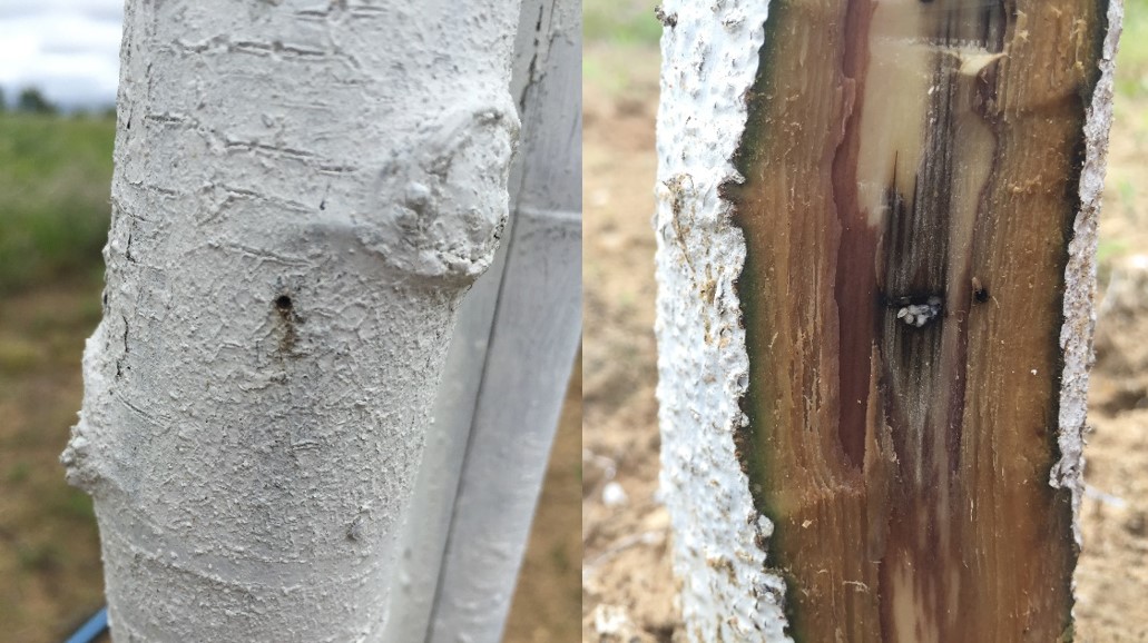 Black stem borer damage